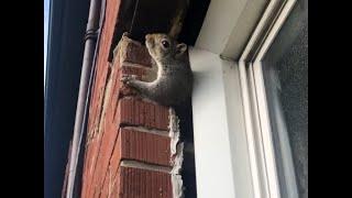Neighbor: “How are squirrels getting inside my place?”