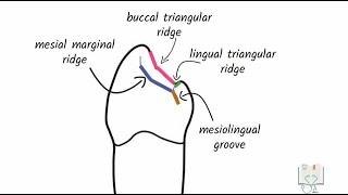 Permanent mandibular First premolar