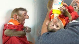 So Smart Bryyan Monkey asking Mummy to drink milk as he is really sleepy