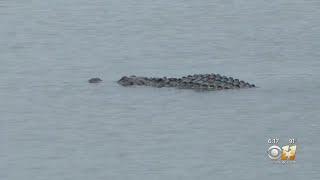 Alligator Sightings In Lakes In Tarrant And Denton Counties