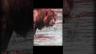 That's why we call him a "KING" | LION EDIT | KING OF THE JUNGLE EDIT | #trendingshorts #wildlife