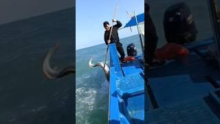 صيد ثعبان البحر 6 #fishing