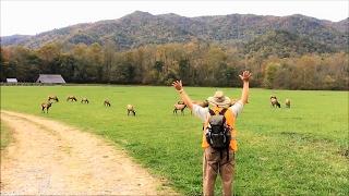 Great Smoky Mtns National Park: Oconaluftee River Trail & Elk