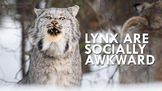 Canada Lynx Are Majestic Until You Hear Them Scream