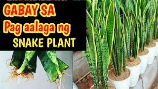SNAKE PLANT (SANSEVIERIA) HOW TO GROW FAST, EASY PROPAGATION  AND CARE INDOORS