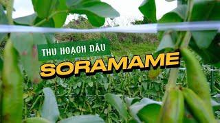 Trải nghiệm hái đậu Soramame, hấp bằng suối nước nóng và thưởng thức ngay