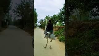 Ostrich ride, উট পাখির পিঠে চরে যাতায়াত, #shorts