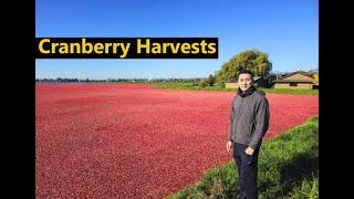 Cranberry Harvests, Richmond BC