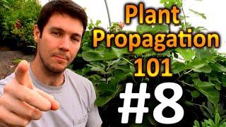 Plant Propagation 101 #8 | When is the Best Time to Take Hardwood Cuttings