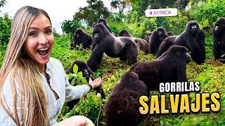 Encuentro con GORILAS SALVAJES en Uganda - Vlog