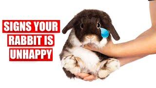 11 Signs Your Rabbit is UNHAPPY! (and What to do about it!)