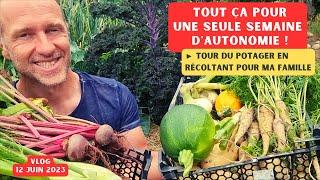 Nourrir sa famille avec le potager ► Sacré challenge ! - Tour de potager 12 juin 2023