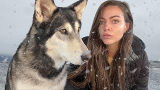 i rescued a wolf dog (left to die)