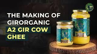 The making of Pure A2 Gir Cow Ghee Using traditional Bilona Method