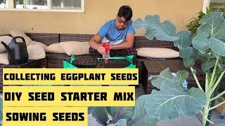 Seed Collection from Eggplant+DIY Seed Starter Mix+Sowing Bokchoy, Cilantro, Beets, Onion Seeds