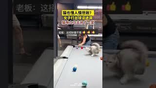 社会百态 | 猫也懂人情世故？女子打台球没进，猫咪立马去补了一掌