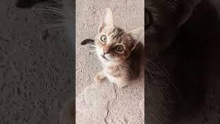 mano #trending #cat #viral #zeevlogs