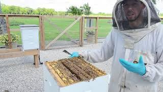 BEEKEEPING: How to Inspect a Hive During a Honey Flow