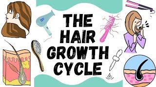 Hair Growth Cycle | Anagen, Catagen, Telogen, Exogen | Skin | Hair | Dermatology
