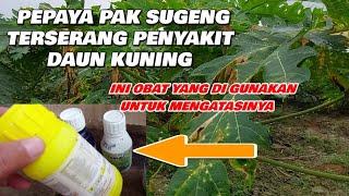 CARA MENGATASI PEPAYA YANG TERSERANG PENYAKIT DAUN KUNING VERSI PAK SUGENG | PAKAI ANTRACOLE ... ⁉️