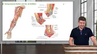 Anatomie I Obere Extremität: Oberarm, Unterarm, Hand & Ellenbogenbereich I Prof. Dr. med. Wirth