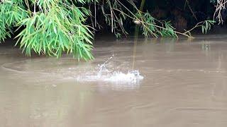 MANCING IKAN LAWANG &  IKAN SELUANG