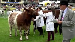 Gwartheg Byrgorn | Shorthorn Cattle