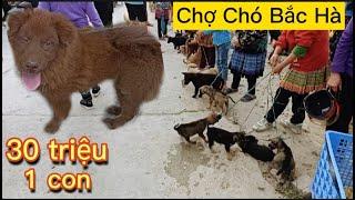 Chó Bắc Hà Giá Khủng Nhất, chợ chó xù và các loại chó lửa khác nhau, Giống chó đẹp Bắc Hà,