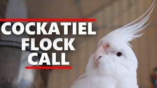 COCKATIEL FLOCK CALL-Cockatiel Sound