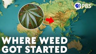 The Hazy Evolution of Cannabis