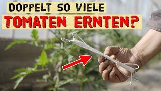 Länger und mehr Tomaten ernten mit diesem Stück Metall! Tomatenhaken richtig verwenden - Anleitung