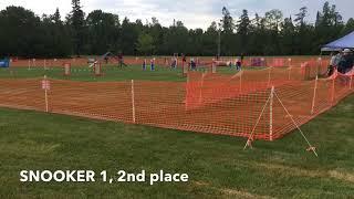 USDAA Agility|Casey| TDC Agility June 2018