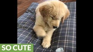 Golden Retriever puppy totally baffled by ice cube