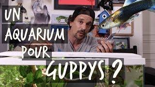 UN AQUARIUM POUR GUPPYS ? - TUTO TOOPET