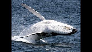 Humpback Whale Calf Breaches next to Spirit of Gold Coast!