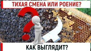 Тихая смена или роение? Как выглядят маточники.