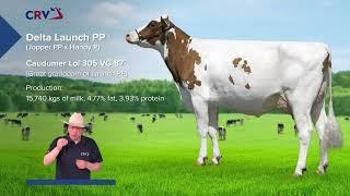 Delta Launch PP from CRV, the highest ranked 100% polled NVI bull