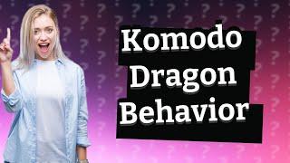 Can Komodo dragons be friendly to humans?