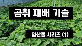 곰취 재배 기술 - 임산물 산나물류 1