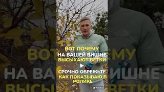 #обрезкагруши #обрезкасада #сад #садоводство #обрезкадеревьев #обрезканаурожай #обрезкаосенняя