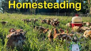 Homesteading: Lessons Learned the Hard Way