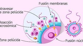 Fecundación repaso