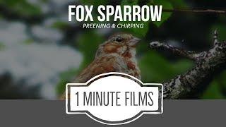 Fox Sparrow ~ 1 Minute Films