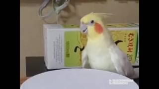 Bird goes HEAVY HARDCORE