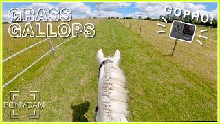 Canter around the fields with me || GoPro