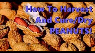 How To Harvest And Cure Peanuts