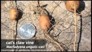 cat's-claw vine (Dolichandra unguis-cati)