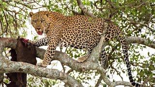 Leopard Facts: Discovering Size And Habitat Of All Leopard Species