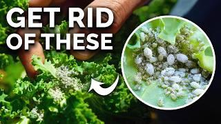 Get Rid of Ants & Aphids FOR GOOD In Your Garden 