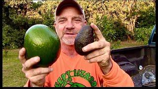 Hass vs Florida Avocado: The Monroe Variety